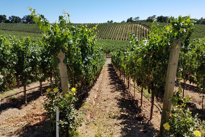 6 Hour Private Wine Country Tour (Sedan, SUV or Limo) - A Private Start From San Francisco, Napa, or the Airport