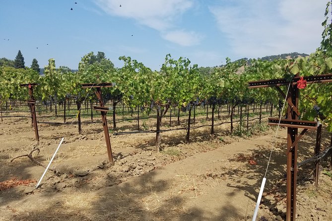 6-Hour Private Wine Tasting Tour with a Sample Stops - Pickup from Napa is the simplest option
