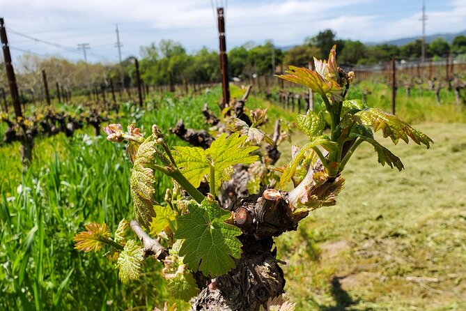 6-Hour Sparkling Wine Tour of Napa Valley - The price: best for a full small group