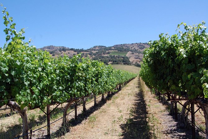 8 Hour Private Tour in Napa Valley Winery - What eight hours really gives you