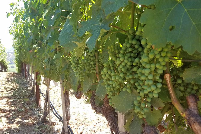 8 Hour Private Tour in Napa Valley Winery - Who will get the most from this tour