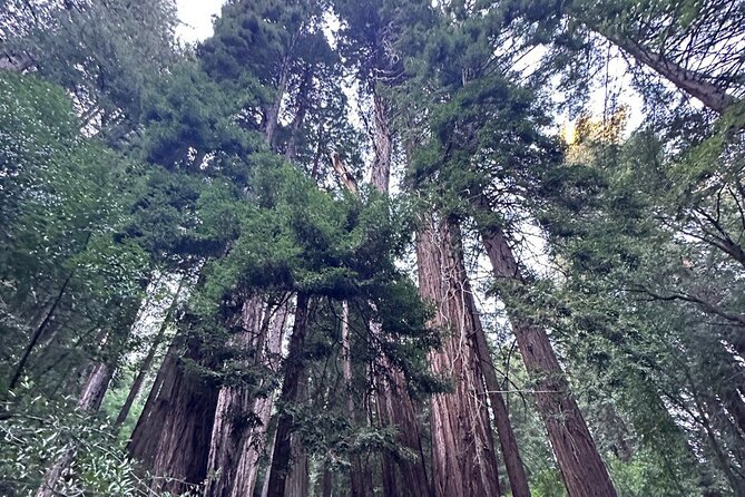 Alcatraz Plus Muir Woods and Sausalito Combo Tour - Alcatraz: the emotional center of the day