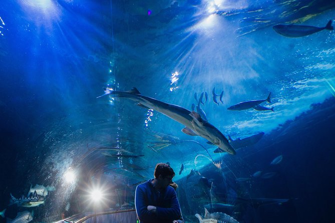 Aquarium of the Bay General Admission Ticket - Under the Bay and the 300-foot tunnel