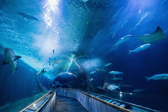 Aquarium of the Bay General Admission Ticket - The family experience
