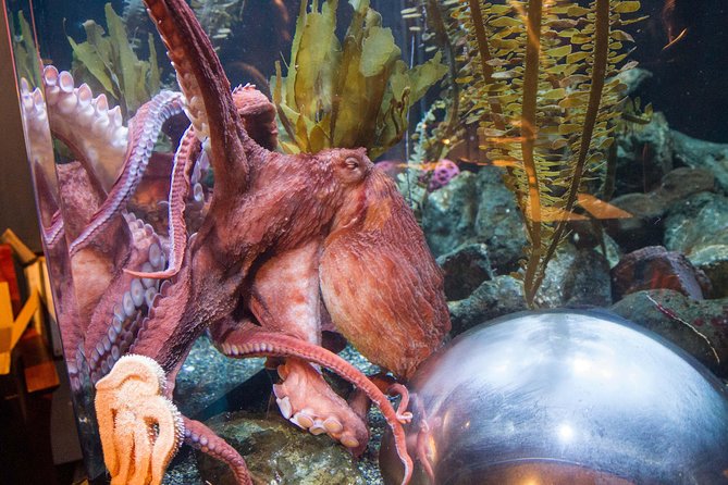 Aquarium of the Bay General Admission Ticket - Mobility and practical access