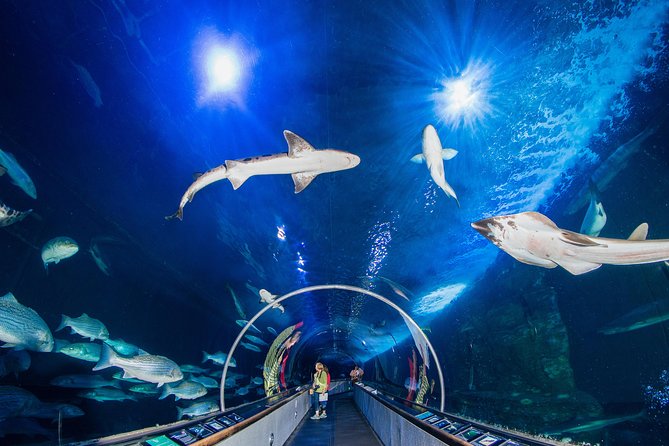 Aquarium of the Bay General Admission Ticket - Starting at Pier 39 on the Embarcadero
