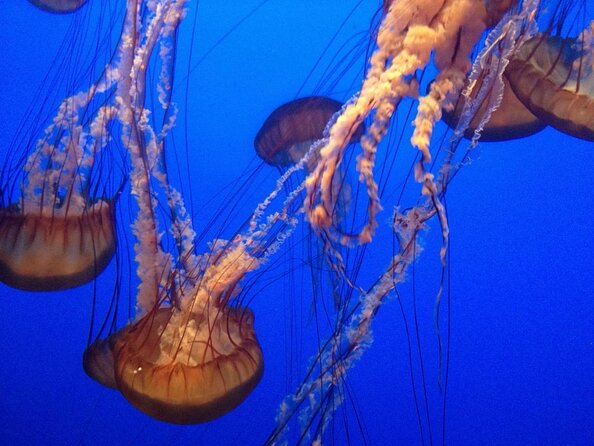 Aquarium of the Bay VIP Experience - Arriving Before the Aquarium Opens