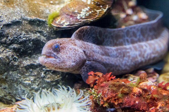 Aquarium of the Bay VIP Experience - The Tunnels, Sharks, and Rays