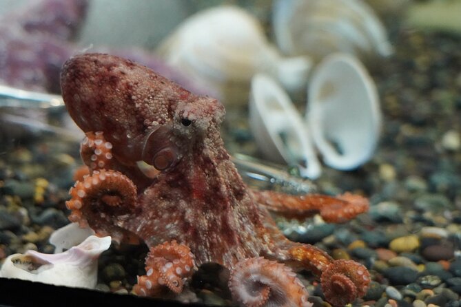 Aquarium of the Bay VIP Experience - A Good Choice for Families and Curious Adults