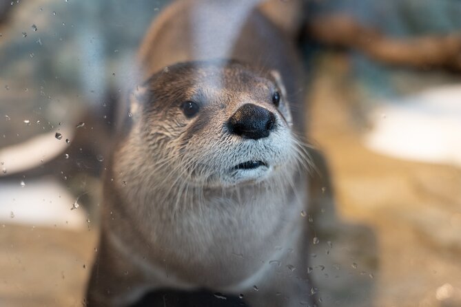Aquarium of the Bay VIP Experience - Booking, Cancellation, and Practical Details