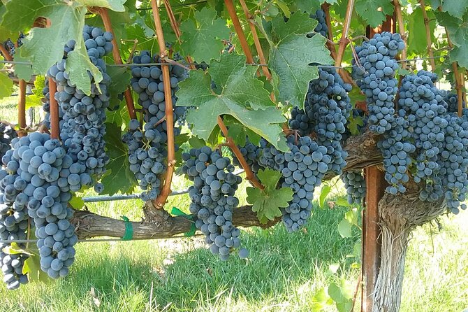 Best Private Wine Tours of Napa Valley-Sonoma for up to 8 people - Who will get the most from this tour