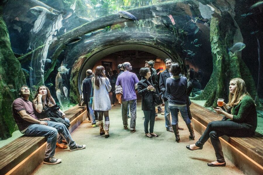 California Academy of Sciences Thursday NightLife Admission - Is the Experience Worth Booking?