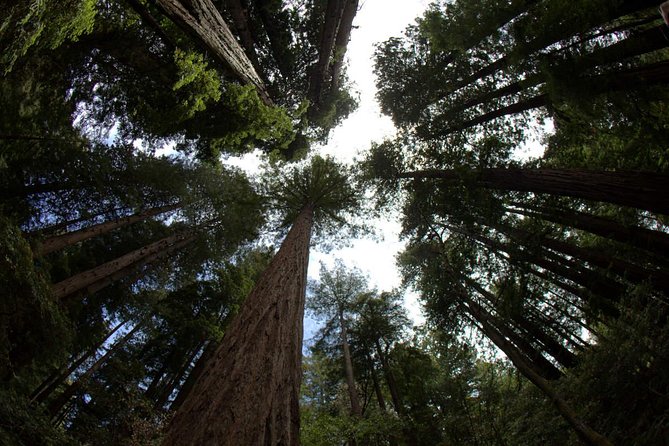 Combo Small-Group Tour: SF City plus Muir Woods & Sausalito - San Francisco by road: a useful first map of the city