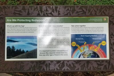 Combo Tour: Muir Woods, Sausalito and Sonoma Wine Country Tour