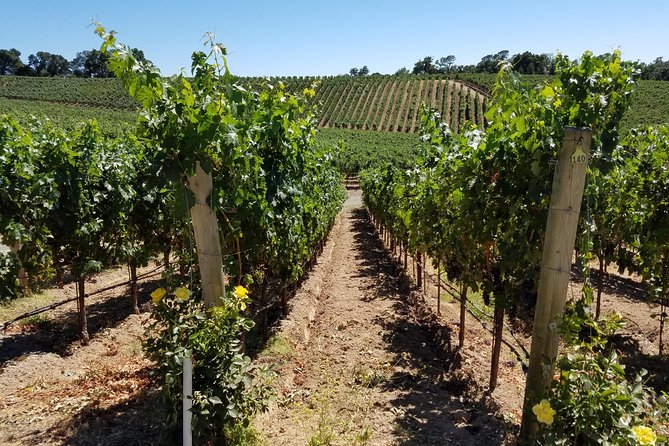 Custom 8-Hour Napa Valley Wine Tour in a Luxury Vehicle - What the chauffeur adds to the day