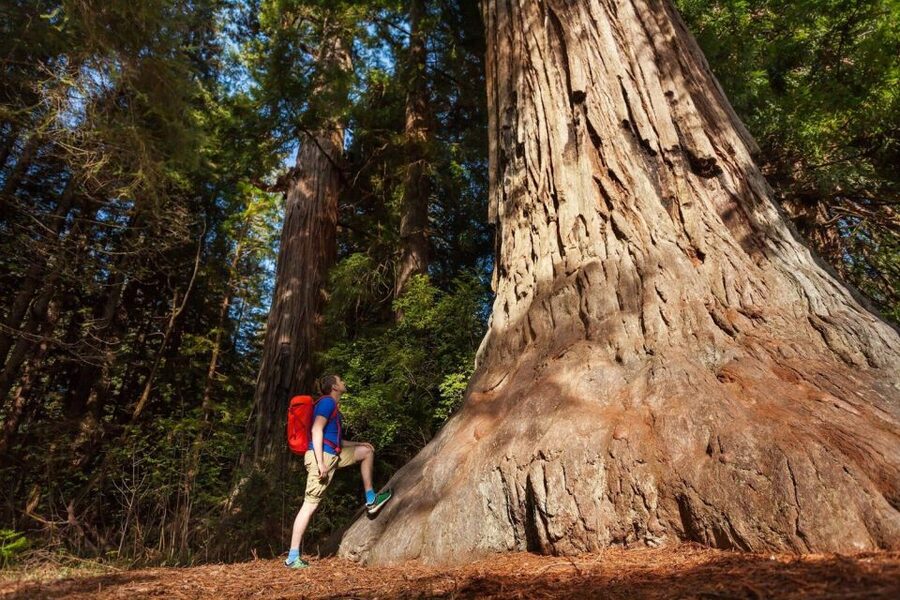 From San Francisco: 2-Day Yosemite Guided Trip with Pickup - The nonresident fee changes the final price
