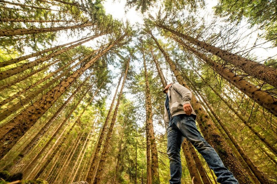 From San Francisco: Guided Muir Woods Excursion - Why the redwoods make this half-day trip worthwhile