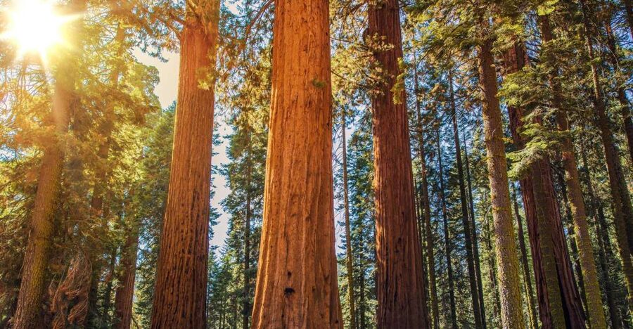 From San Francisco: Guided Muir Woods Excursion - Muir Woods: how to use your 90 minutes