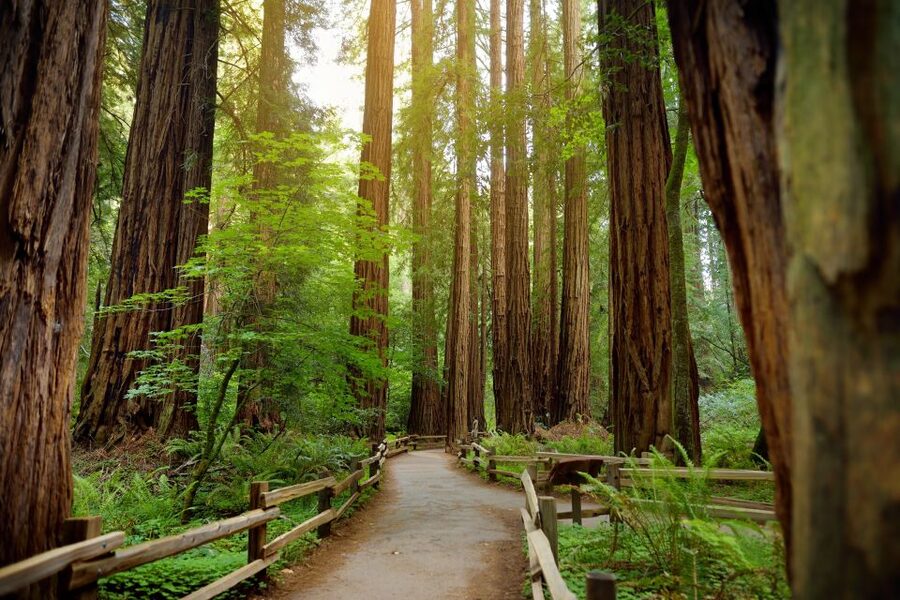 From San Francisco: Guided Muir Woods Excursion - Who will enjoy this tour most