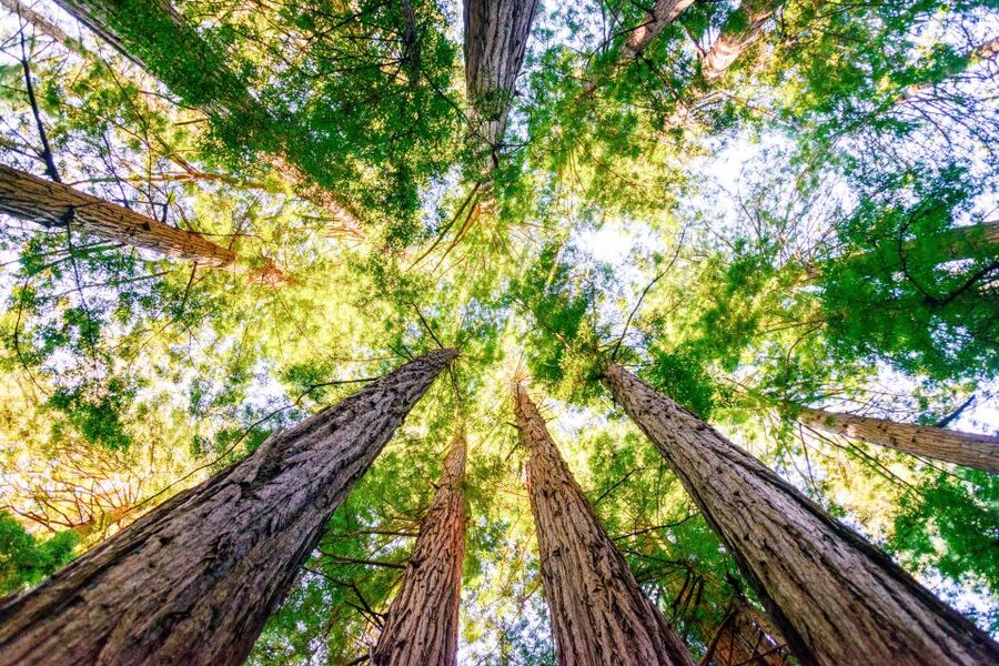 From San Francisco: Guided Muir Woods Excursion - Practical timing and meeting advice