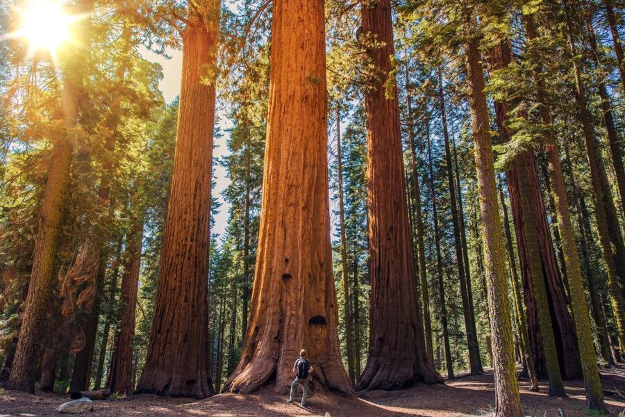 From San Francisco: Guided Muir Woods Excursion - The 45-minute ride across the Golden Gate Bridge