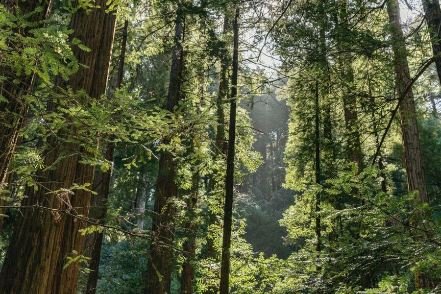 From San Francisco: Guided Muir Woods Tour - Booking and practical details