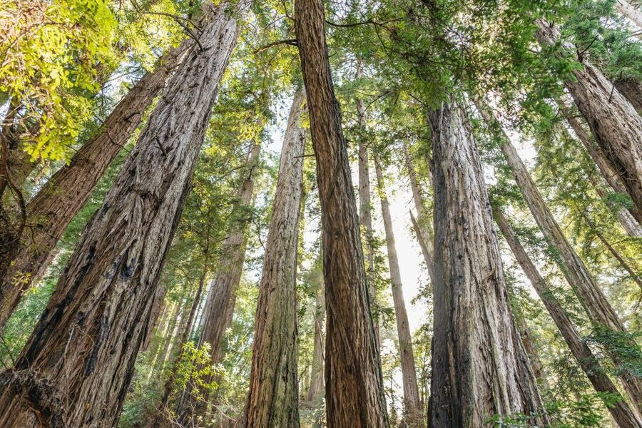 From San Francisco: Guided Muir Woods Tour - Entering Muir Woods for 90 minutes