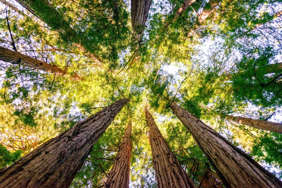 From San Francisco: Guided Muir Woods Tour - The winding road to the forest