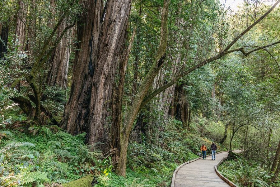 From San Francisco: Guided Muir Woods Tour - Sausalito after the redwoods