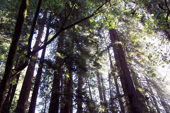 From San Francisco: Guided Tour to Muir Woods and Sausalito - Why Muir Woods is worth the short trip north