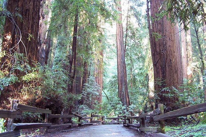 From San Francisco: Guided Tour to Muir Woods and Sausalito - Your 90 minutes beneath the redwoods