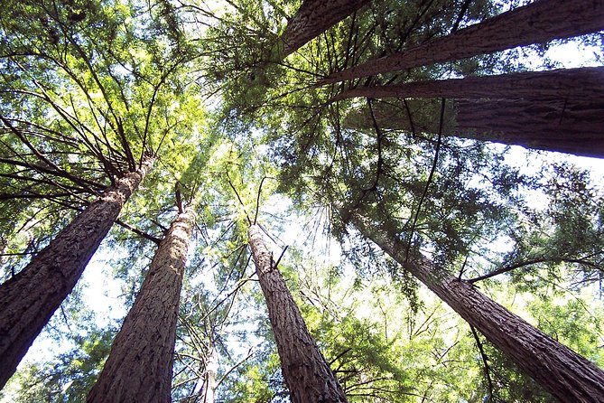 From San Francisco: Guided Tour to Muir Woods and Sausalito - Who will enjoy this half-day outing?