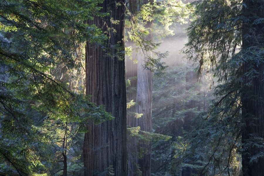 From San Francisco: Muir Woods, Sausalito and Alcatraz Tour - What the $159 price really buys you