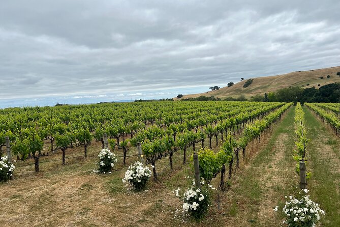 From San Francisco: Napa & Sonoma Valley Wine Tour with Tastings - Who will get the most from this wine country outing