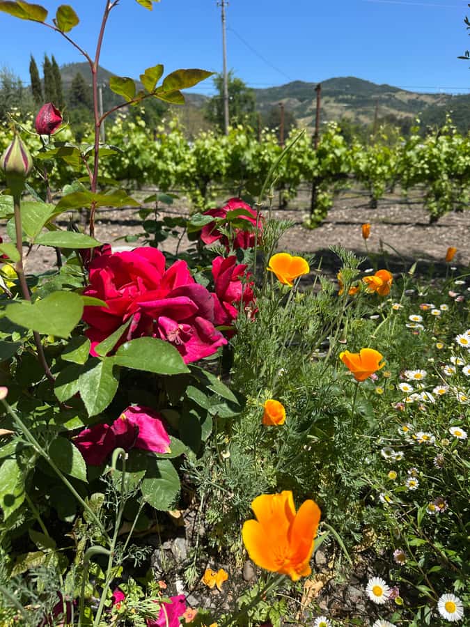From San Francisco: Napa Valley & Sonoma Private Wine Tour - What the winery choices mean for your day