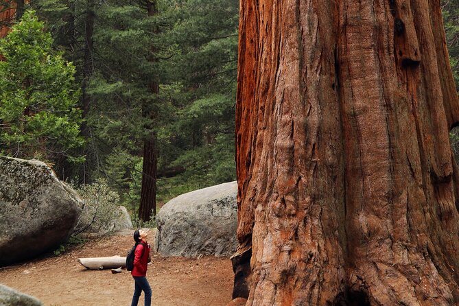 Giant Redwoods Tour Including a 5-Course Winery Lunch - Key points to know before booking