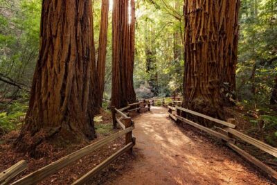 Golden Gate Bridge Muir Woods Sausalito with Optional Alcatraz