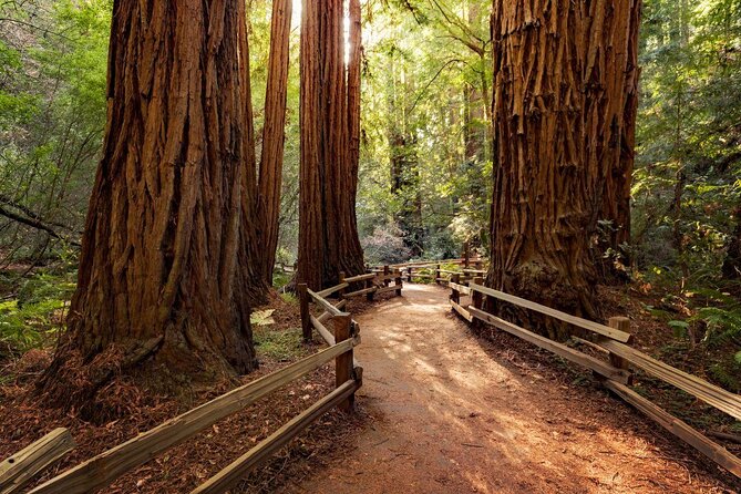 Golden Gate Bridge Muir Woods Sausalito with Optional Alcatraz - One hour among the redwoods at Muir Woods