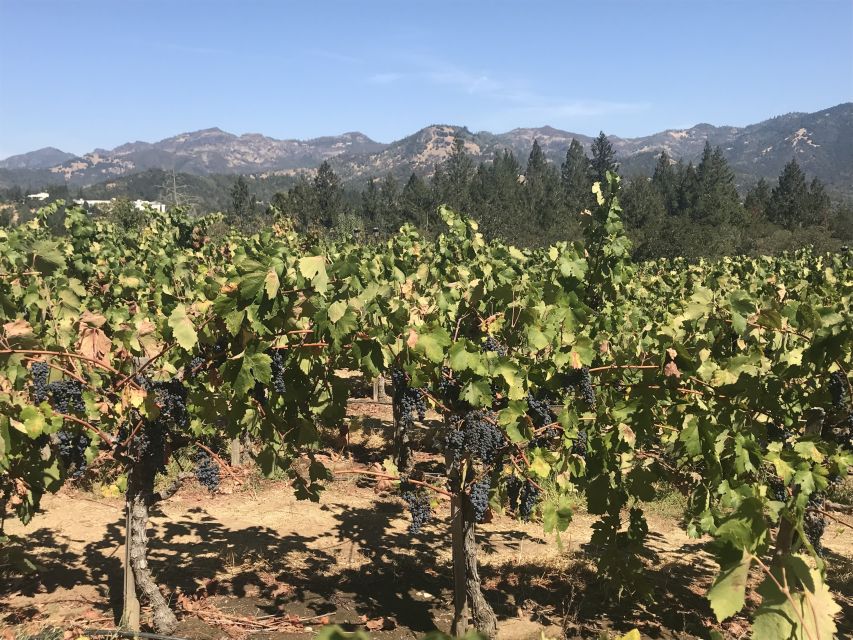 Guided Private Wine Tour to Napa and Sonoma Wine Country - Key points to know before booking