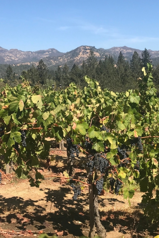 Guided Private Wine Tour to Napa and Sonoma Wine Country - Who will enjoy this tour most