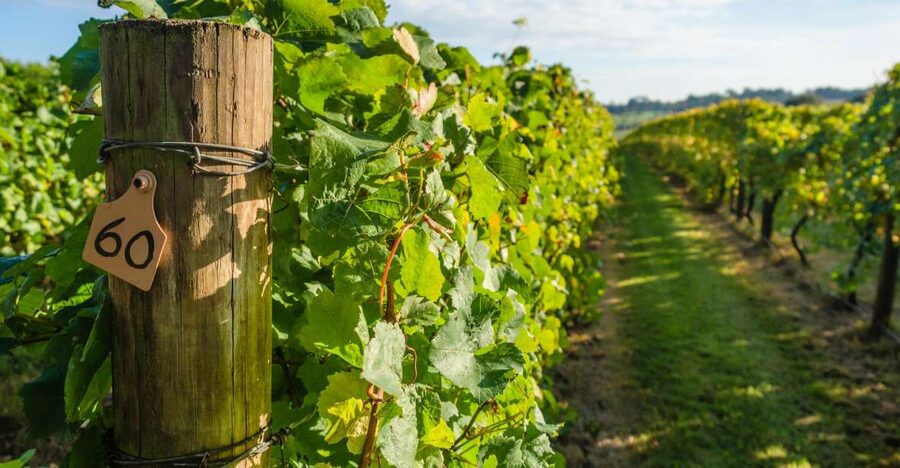 Guided Private Wine Tour to Napa and Sonoma Wine Country - Price, tasting fees, and overall value