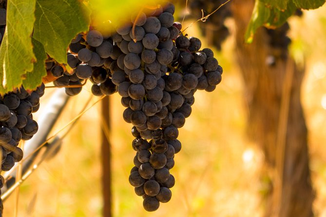 Half-Day Wine Country Tour from San Francisco - Is the coach really a luxury coach?