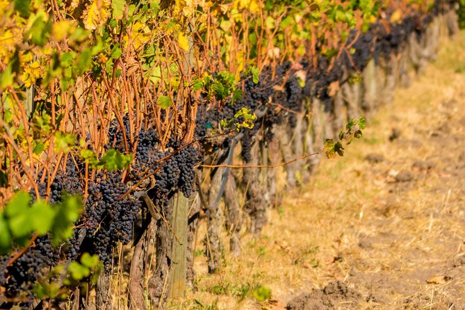 Half-Day Wine Country Tour from San Francisco - The $129.99 question: fair value or expensive ride?