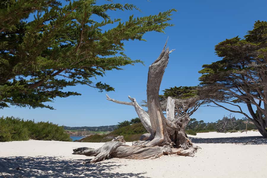 Monterey, Carmel, 17 Mile Dr, Big Sur & Mcway Falls Pvt Tour - Carmel Beach and the village streets