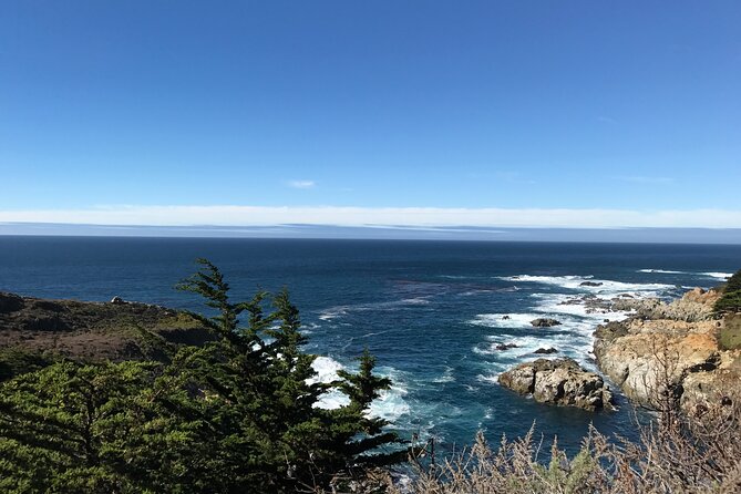 Monterey Peninsula, Carmel, 17-Mile Drive Max 12 Small Group Tour - Bird Rock: sea lions and seabirds at close range