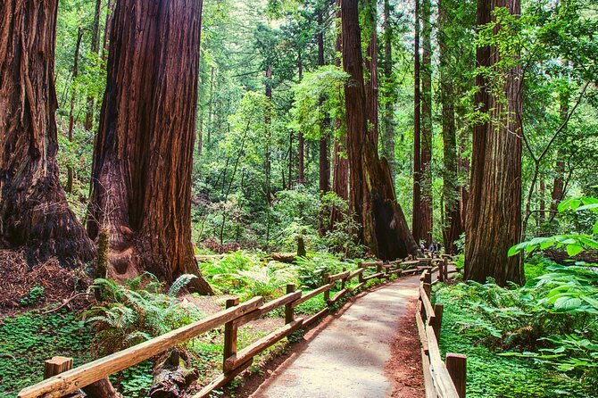 Muir Woods and Sausalito Half Day Tour - Ninety minutes beneath the redwoods