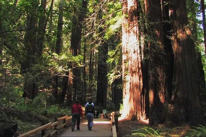 Muir Woods and Sausalito Morning Tour Small-Group Half Day - What 75 minutes in Muir Woods really allows