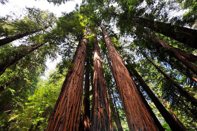 Muir Woods and Sausalito Morning Tour Small-Group Half Day - The 10-minute Golden Gate Bridge photo stop