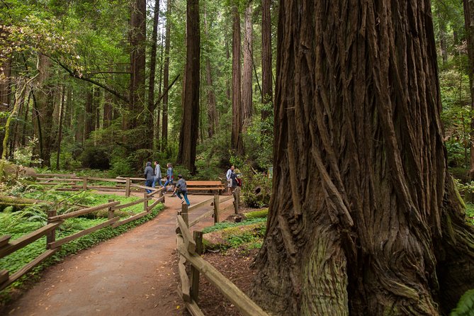 Muir Woods and Sausalito (Return by Bus or Ferry) - The Golden Gate Bridge stop and Marin Headlands drive