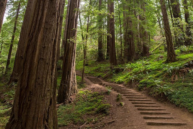 Muir Woods and Sausalito (Return by Bus or Ferry) - Important cautions about closures and communication